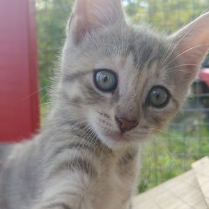 Meet your Posher, Codie